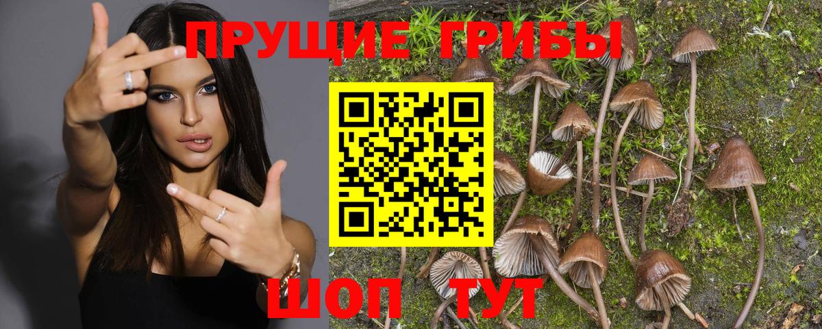 Псилоцибиновые грибы прущие грибы  сколько стоит  Истра  Вход с VPN 